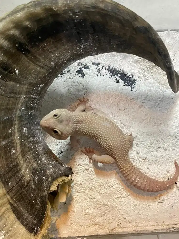 Gecko male giant msbb