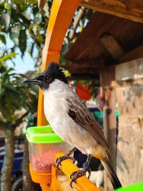 Burung Kutilang Pikat