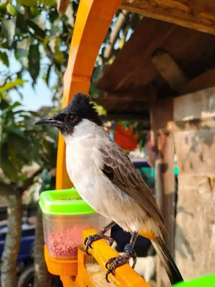 Burung kutilang pikat