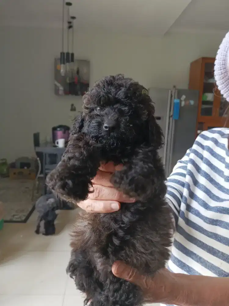 Toy Poodle puppies