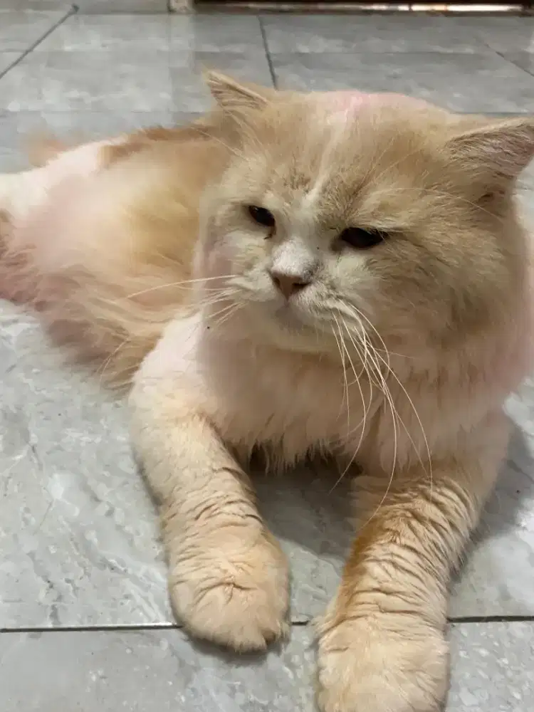 Kucing jantan jago kimpoy