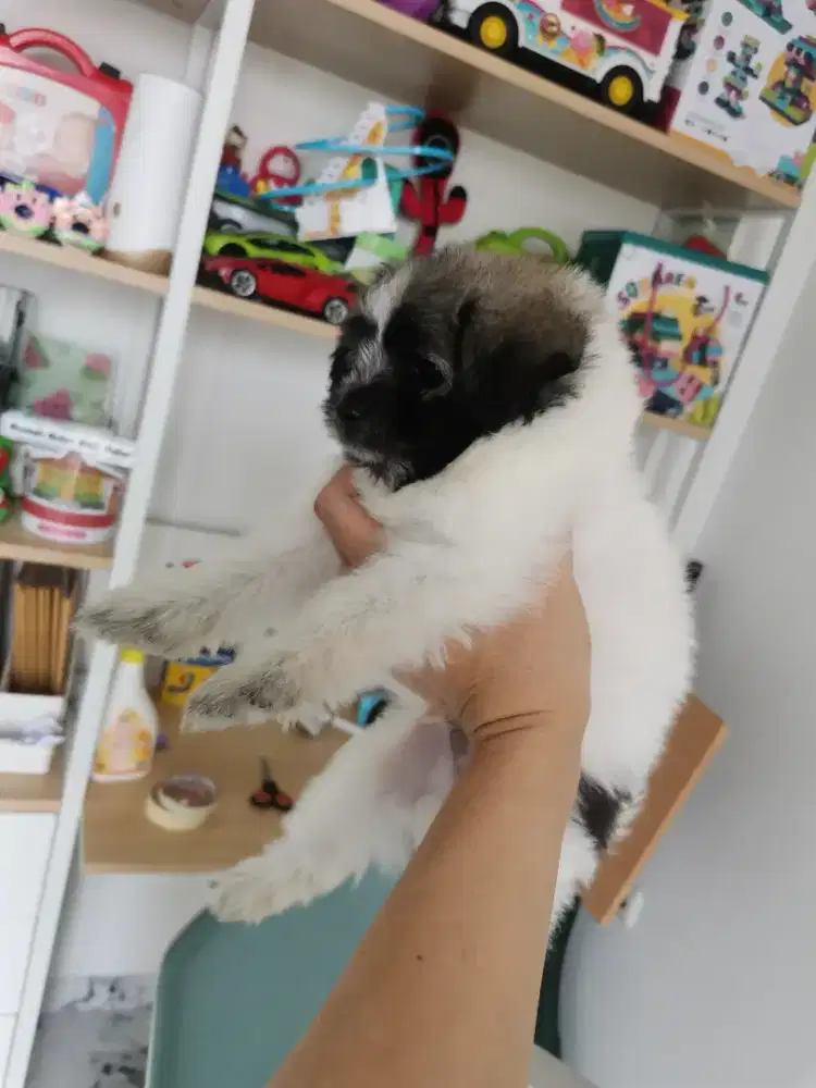 Anak anjing pomerian mix poodle