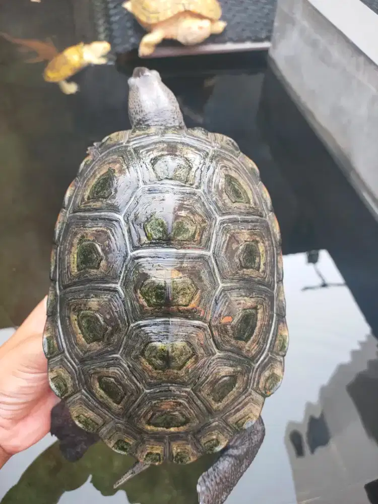 DBT Northen 19cm - Diamondback Terrapin Northen