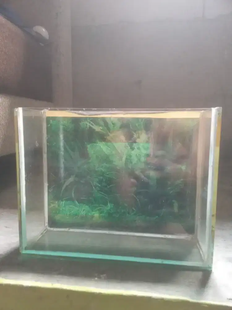 Aquarium mini pas buat di kamar