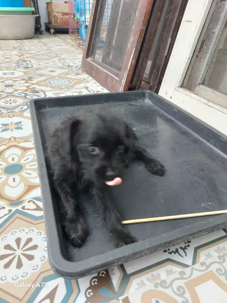 Anakan anjing mix poodle dan chihuahua