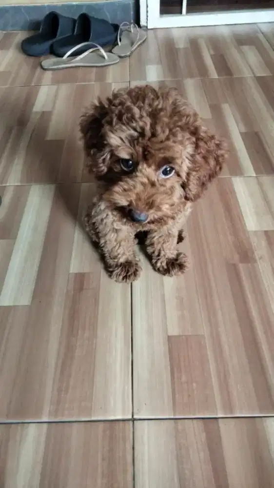 Red Toy Poodle Kesayangan