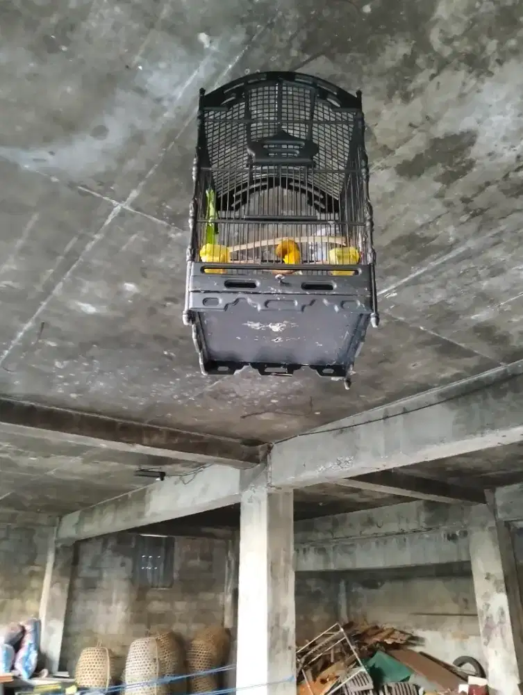 Kenari loper Romeo gacor dorrr umur 11 bln sehat no minus jual burja