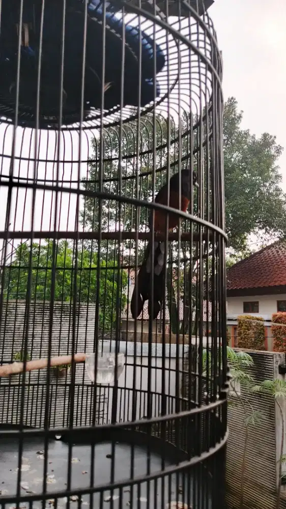 murai batu medan dewasa