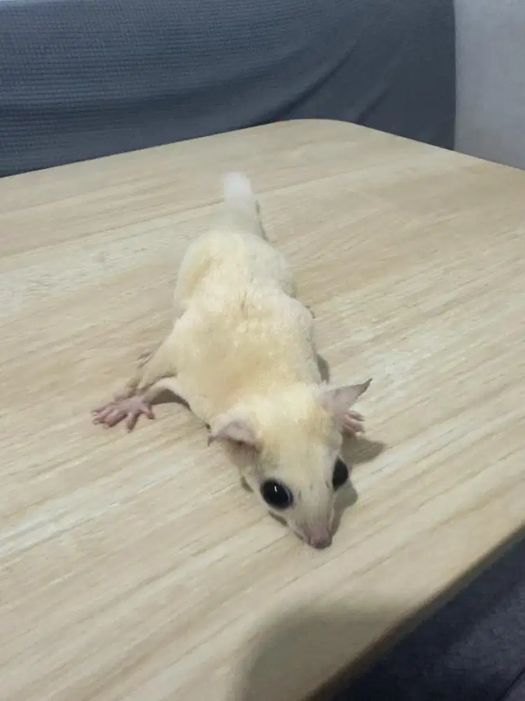 sugar glider leucistic