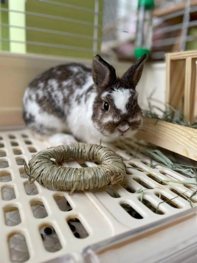 kelinci netherland dwarf