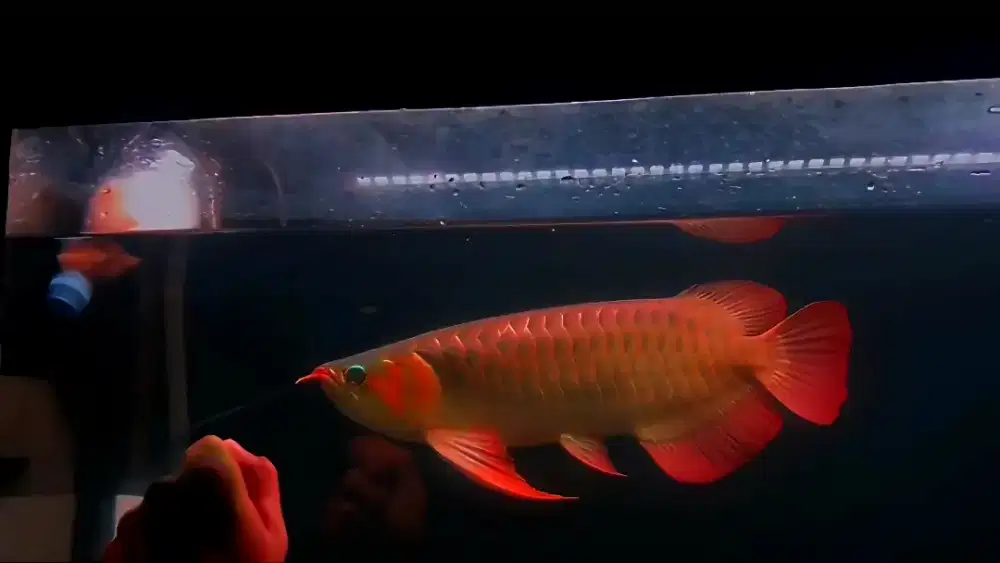 Arwana super red 47cm bahan kontes realpict