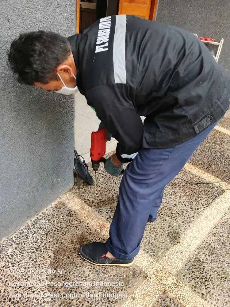 Basmi rayap ampuh hingga tuntas bergaransi