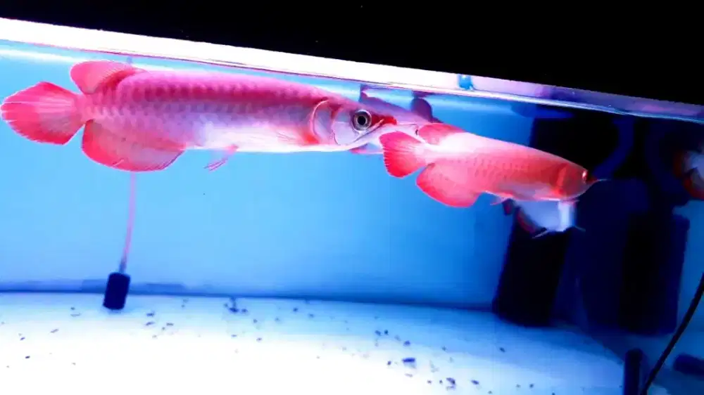 Arwana super red 25cm realpict bahan grade A