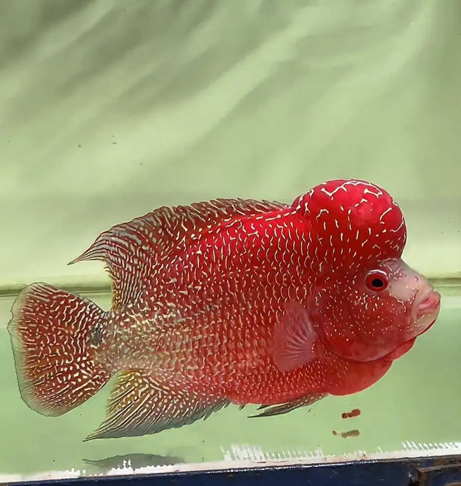 Ikan louhan burayak Cencu two tone  4,5. 5 sd 3,5 cm