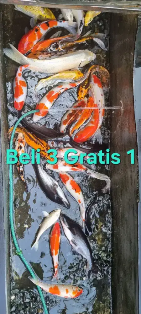 Ikan KOI grade A,  cantik warna nya banyak pilihan