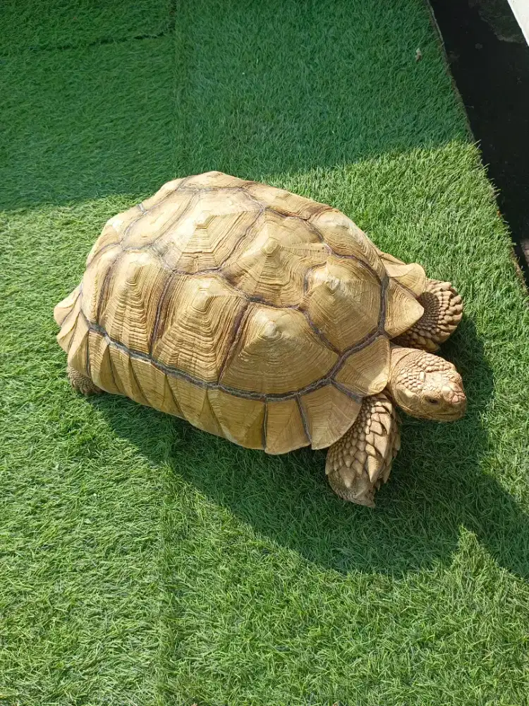 Kura Sulcata Male