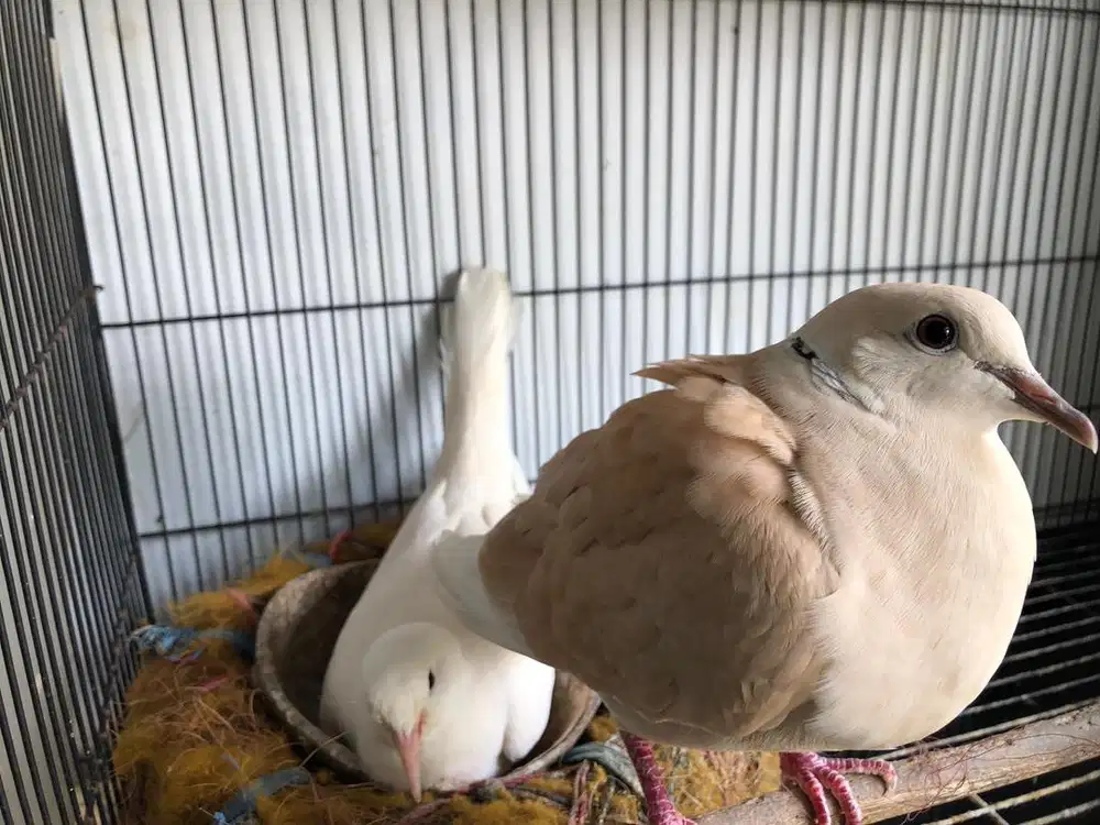 Puter pelung anggrem telur 2 produk