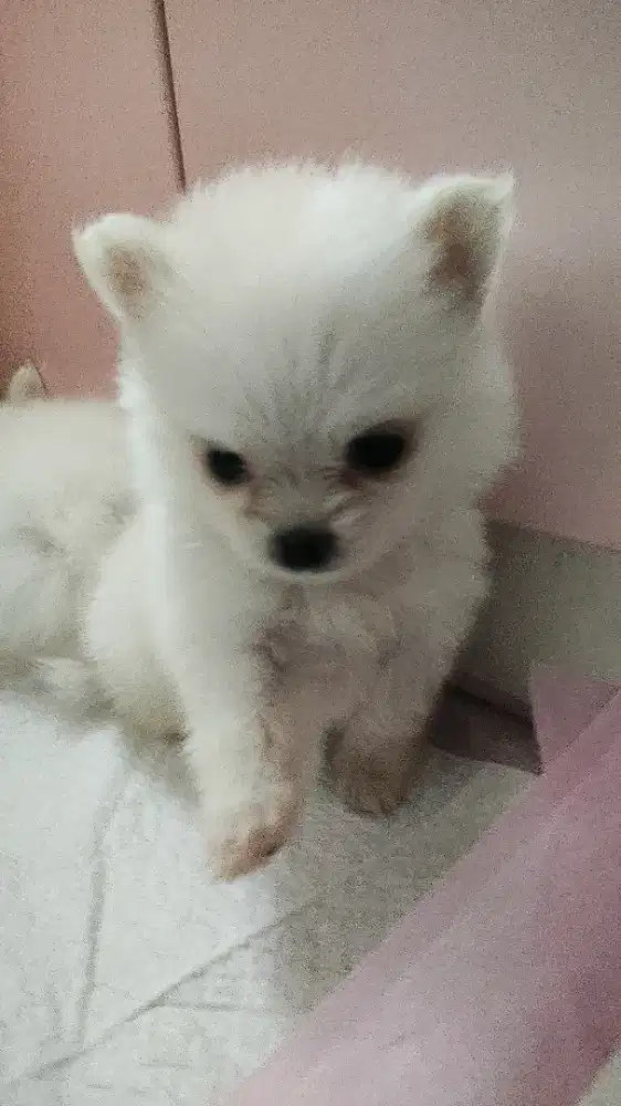 ANAK ANJING POM