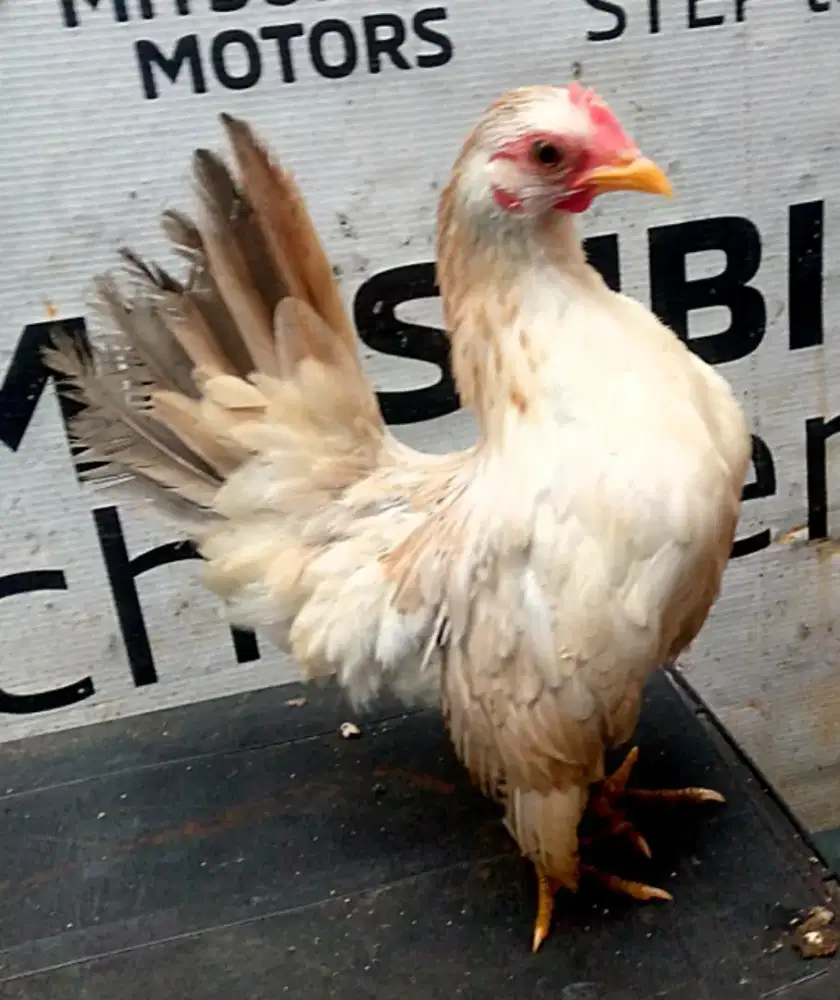 Ayam Serama betina siap kawin di jakarta selatan