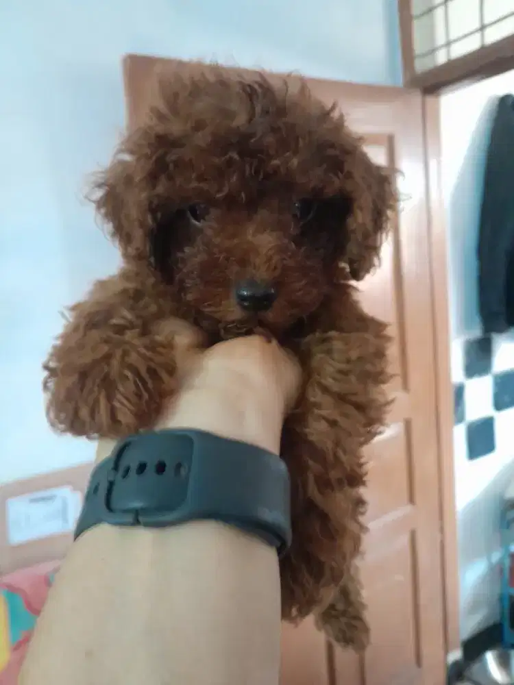 Red Toy Pudel. STAMBUM .