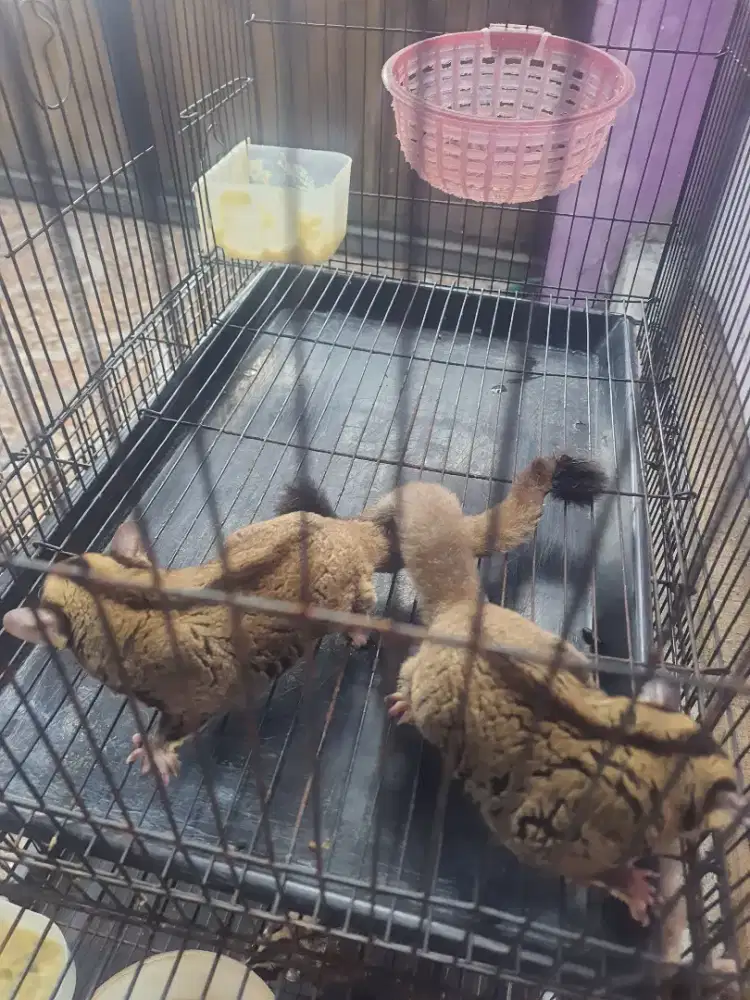 Sugar glider 100 rb / ekor