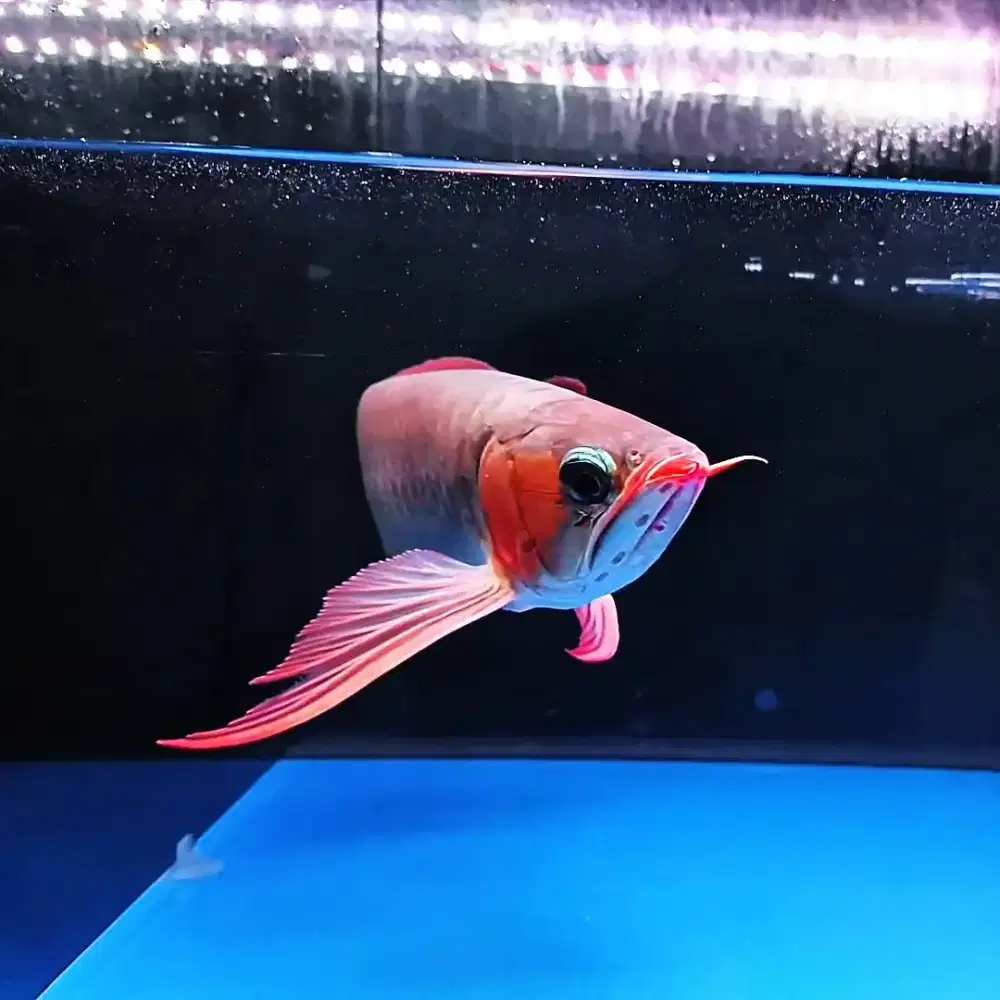 ARWANA SUPER RED (ITL)