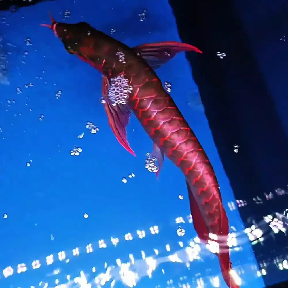 ARWANA SUPER RED ITL