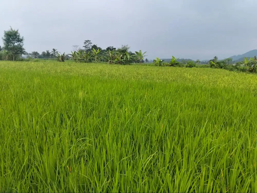 Dijual sawah di Cianjur