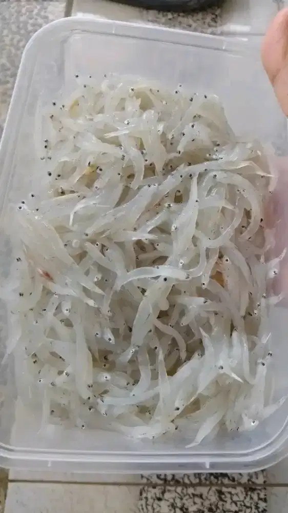 Teri Nasi Basah Sumber Protein Vitamin Mineral sangat cocok utk MPASI