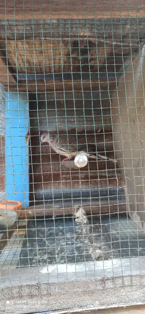 Burung derkuku lokal