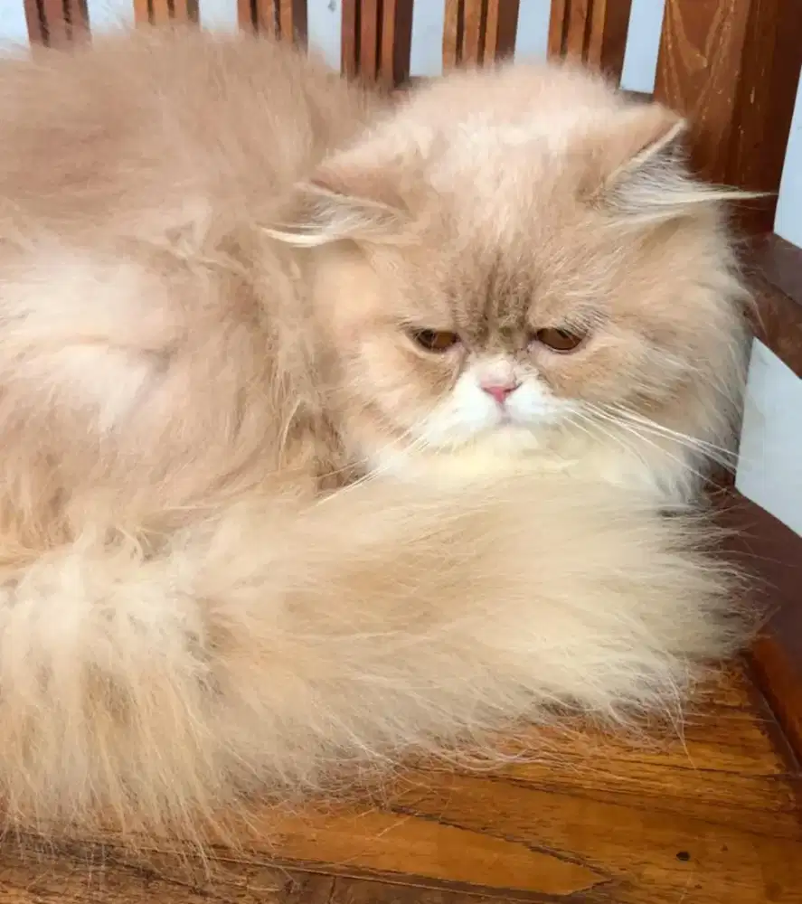 Kucing persia jantan flatnose - long hair !