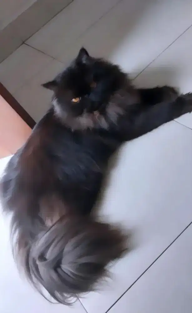 Kucing persia jantan besar peaknose extrime - long hair !