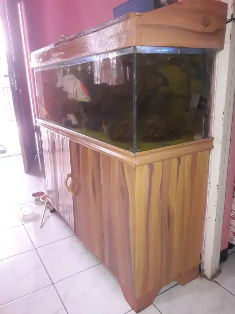 akuarium besar uk 1m+ikan koi 40cm.pulset