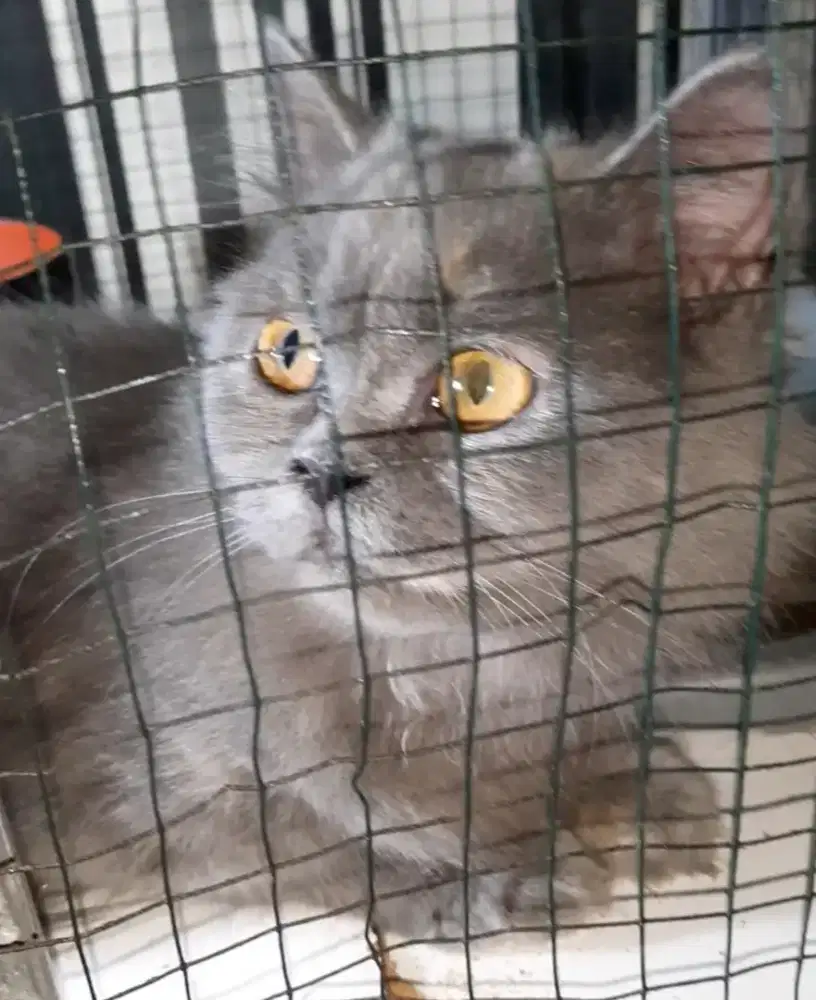 Open adopt kucing betina mix bsh 5,5 bulan lucu gembul