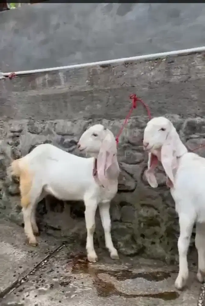 Sedia kambing PE Senduro dari Umur 3 Bulanan Harga Terjangkau