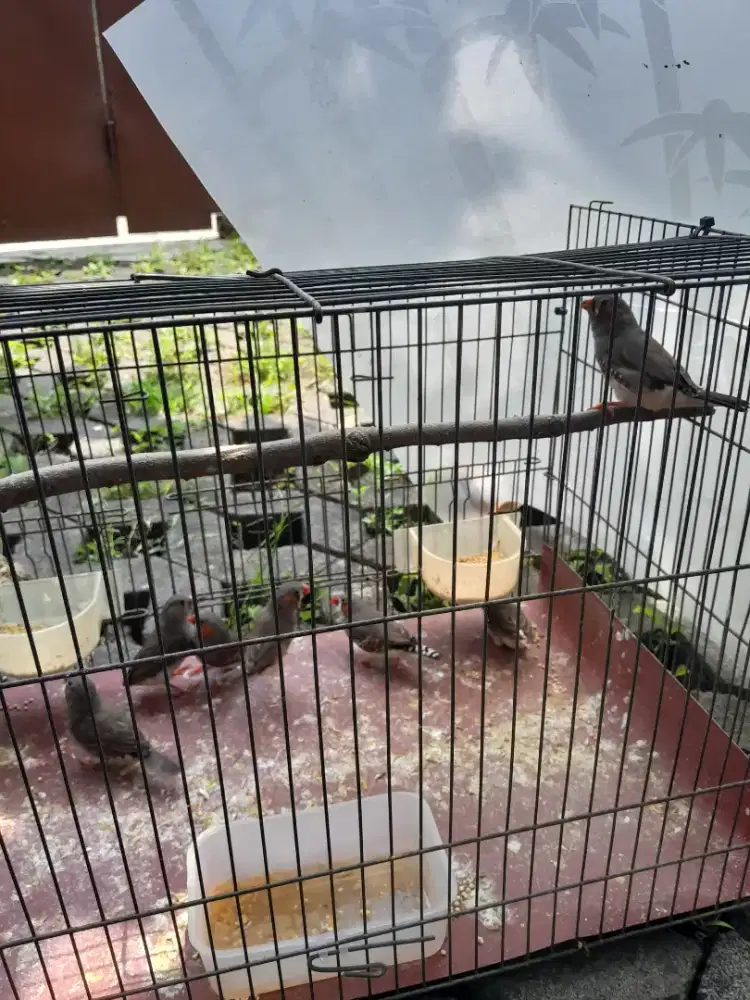 Burung zebra finch anakan