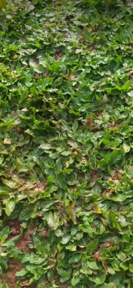 jual rumput gajah mini,tukang rumput