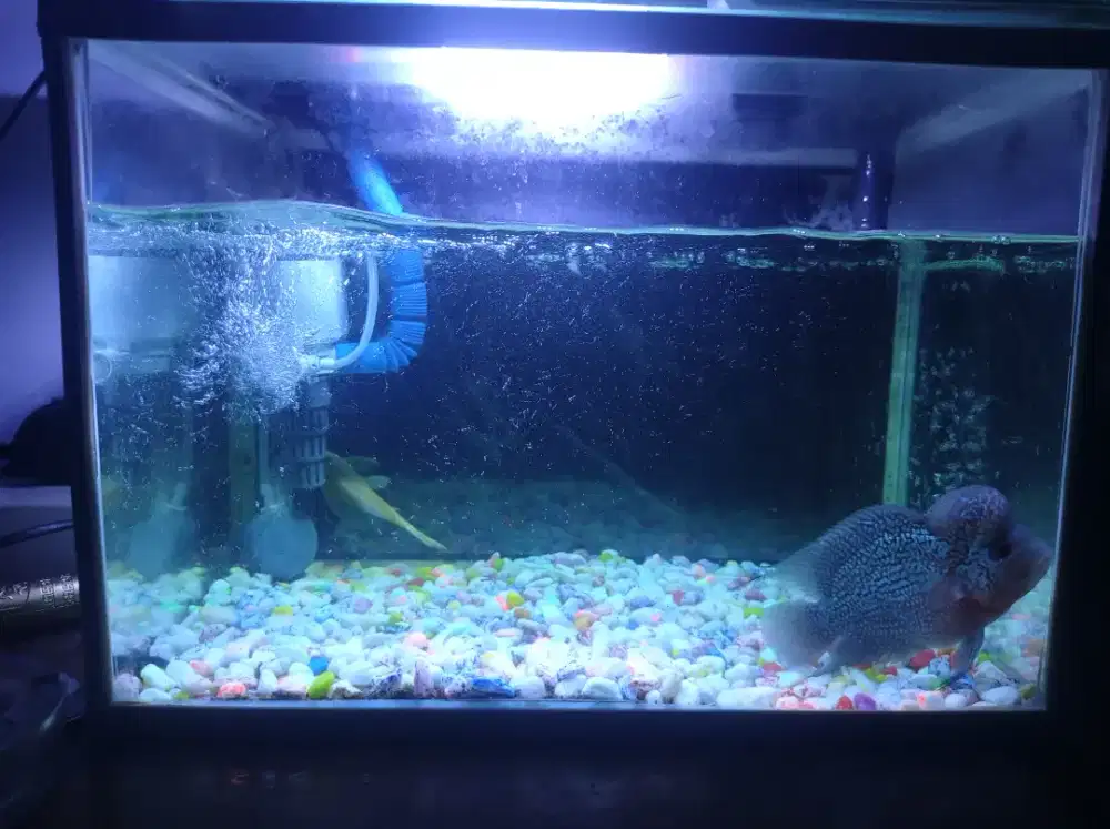 Jual Akuarium dan kelengkapannya