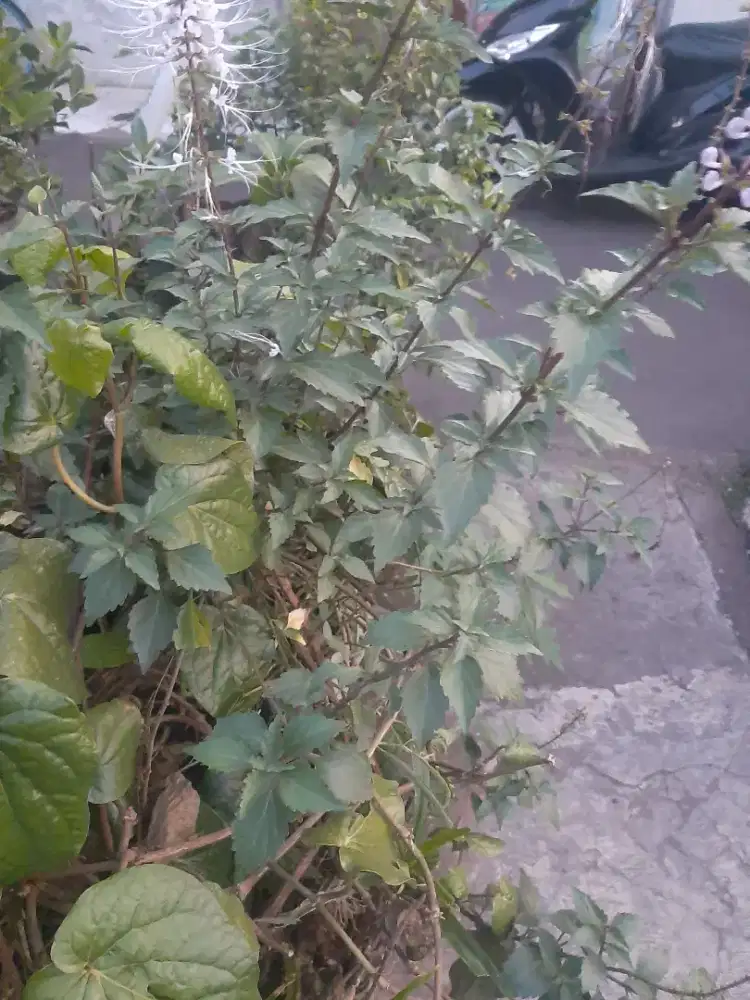 Taneman kumis kucing dan sirih hijau