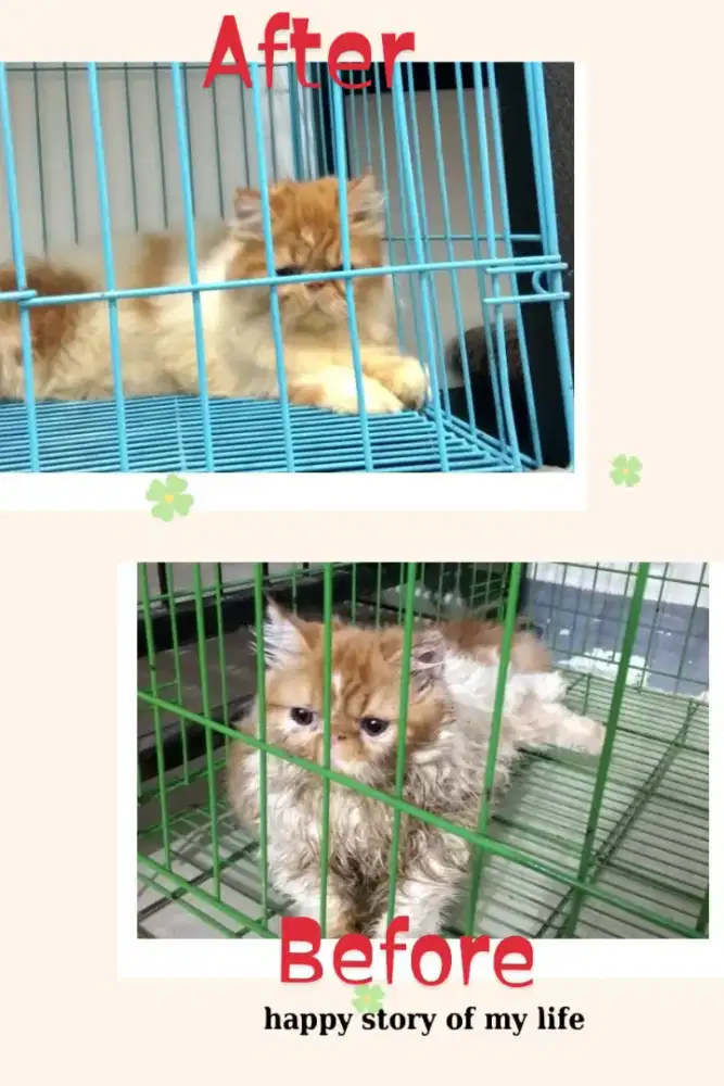 JassaHome Grooming