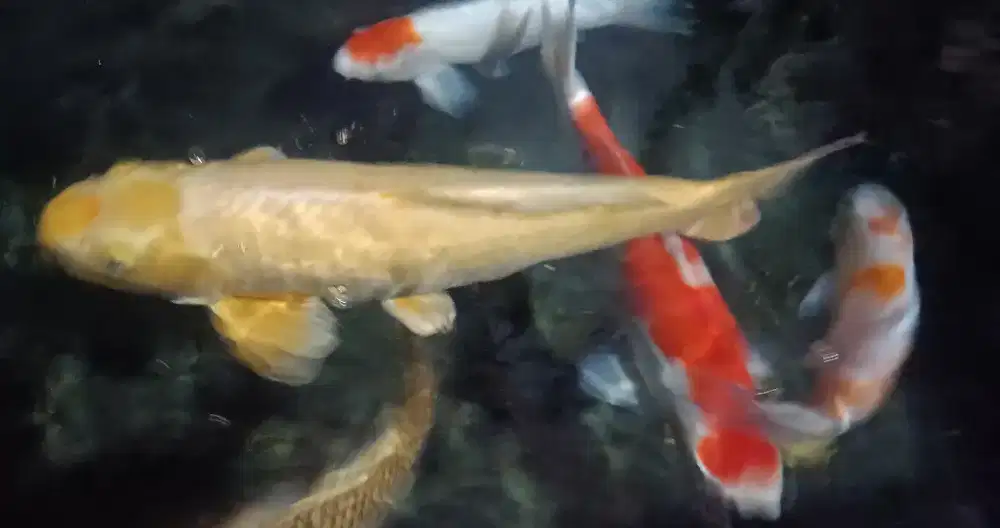 Ikan hias koi blitar