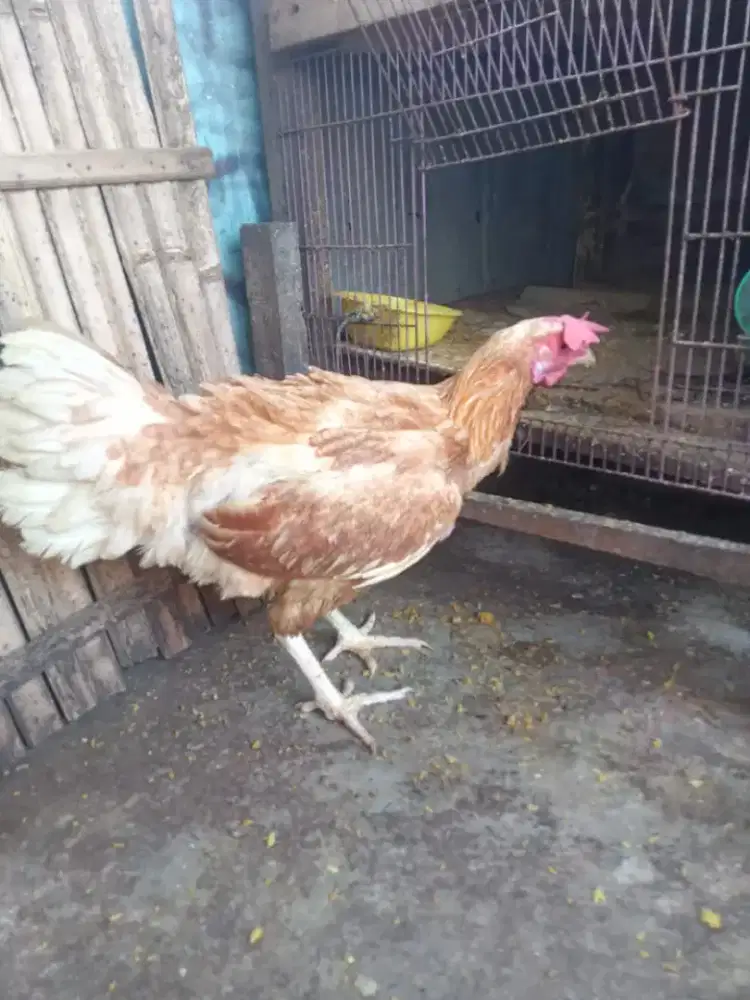 Ayam Pelung betina