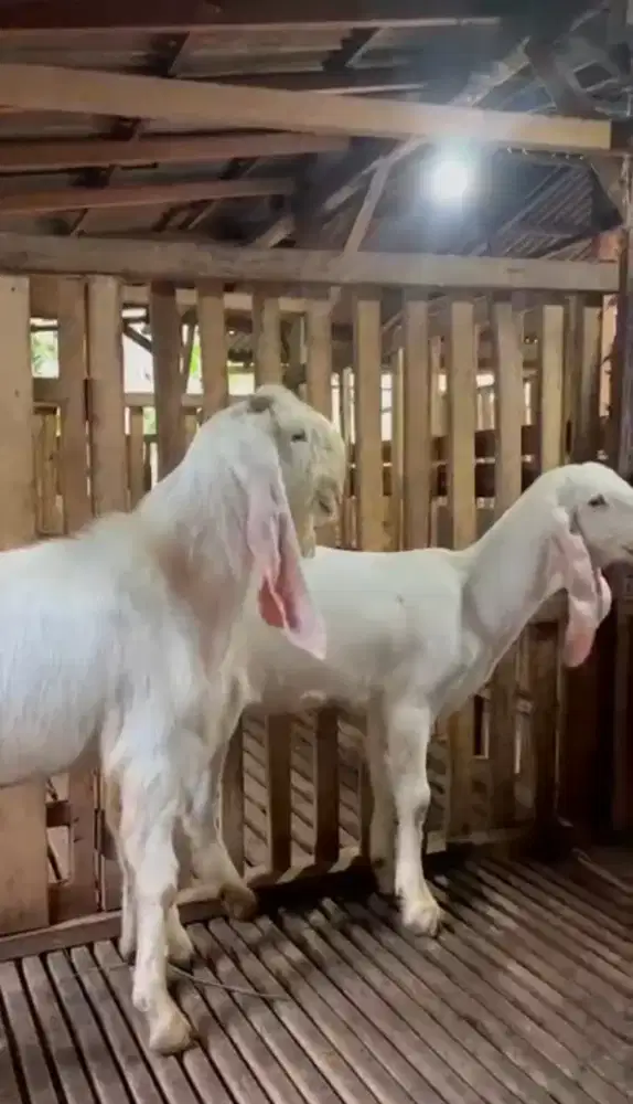 Jual Kambing Etawa Senduro dari Umur 3 Bulanan sampai yg siap Kawin