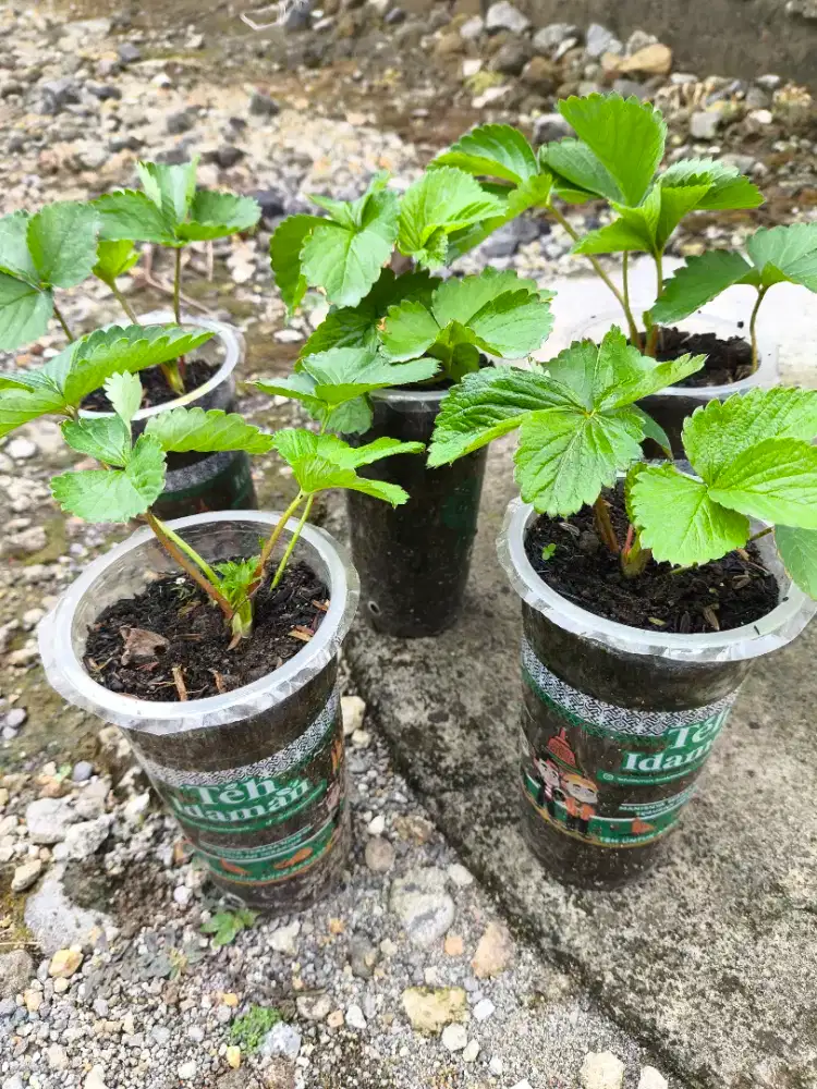 Beli 2 Gratis 1 Pot Gelas Strawberry Hias Dekorasi Mini Alami
