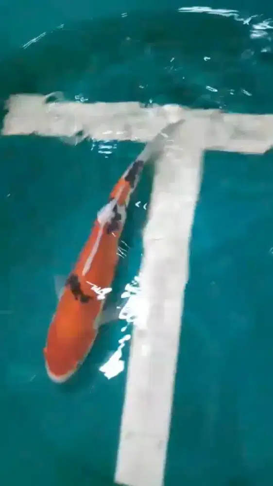 Ikan koi Sanke Doitsu 34cm bagus