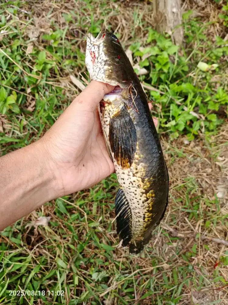 Kutuk friser an 1kg 50 k