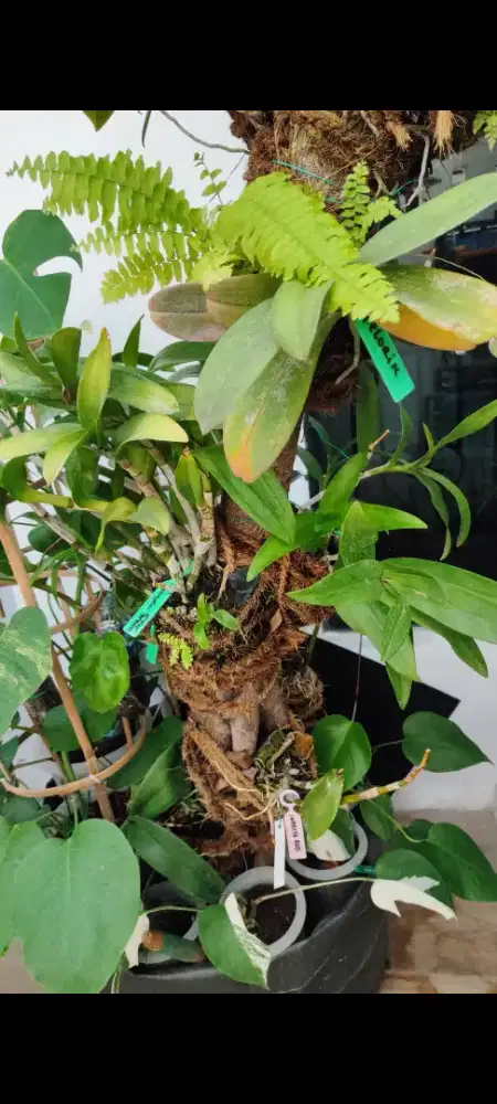 tanaman dolar / bonsai dolar anggrek