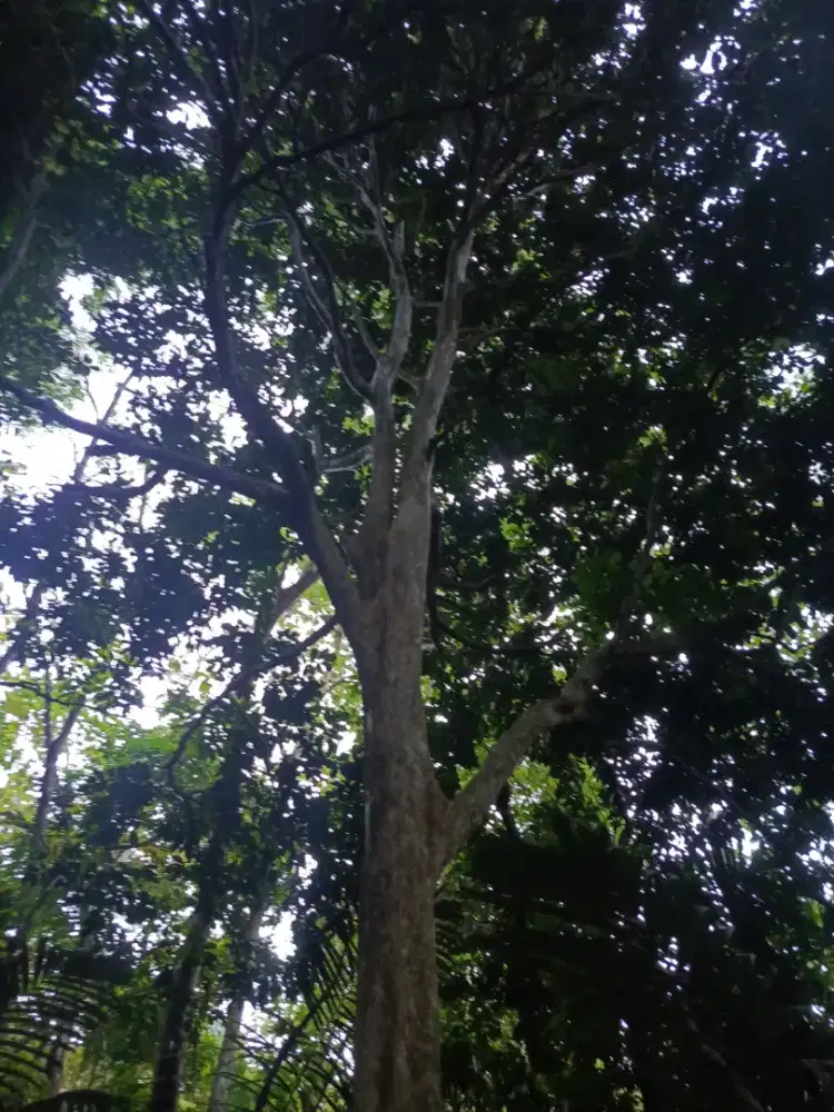 Kebun Terdapat Pohon Dukuh Kelapa dll