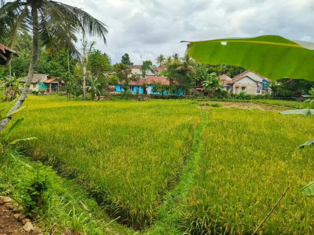 Tanah Sawah dan Kebun 3455 m