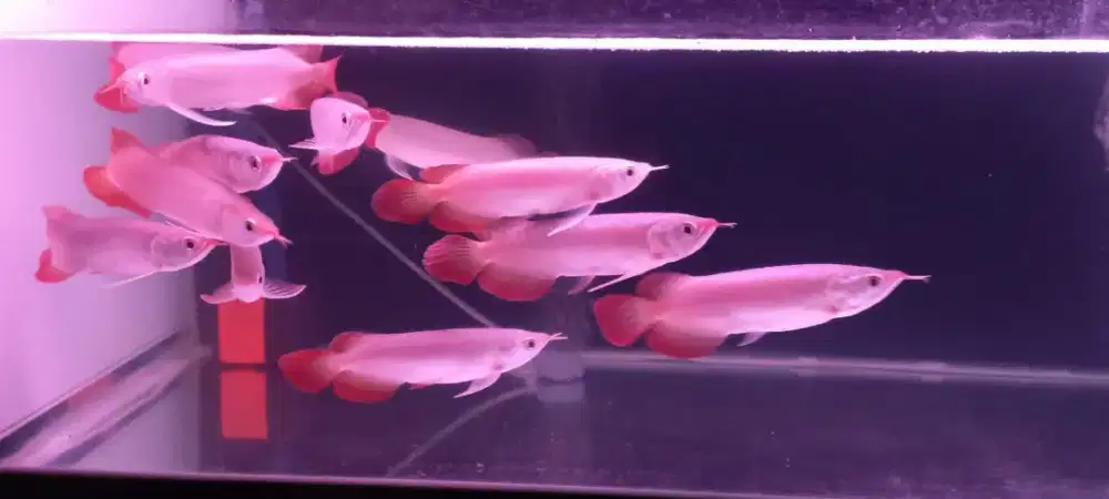 Arwana super red 18cm